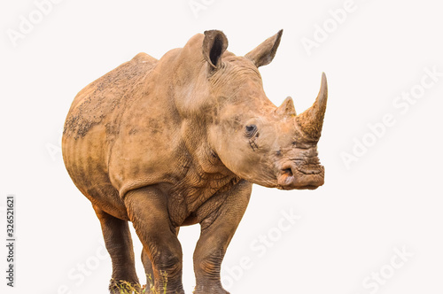 Canvas Print Portrait of a large white Rhinoceros or Rhino isolated on white taken in Kruger