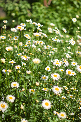aroma  background  beautiful  beauty  blossom  botanical  botany  camomile  chamomile  closeup  daisy  environment  field  flora  floral  flower  garden  grass  green  health  healthy  herb  herbal  m