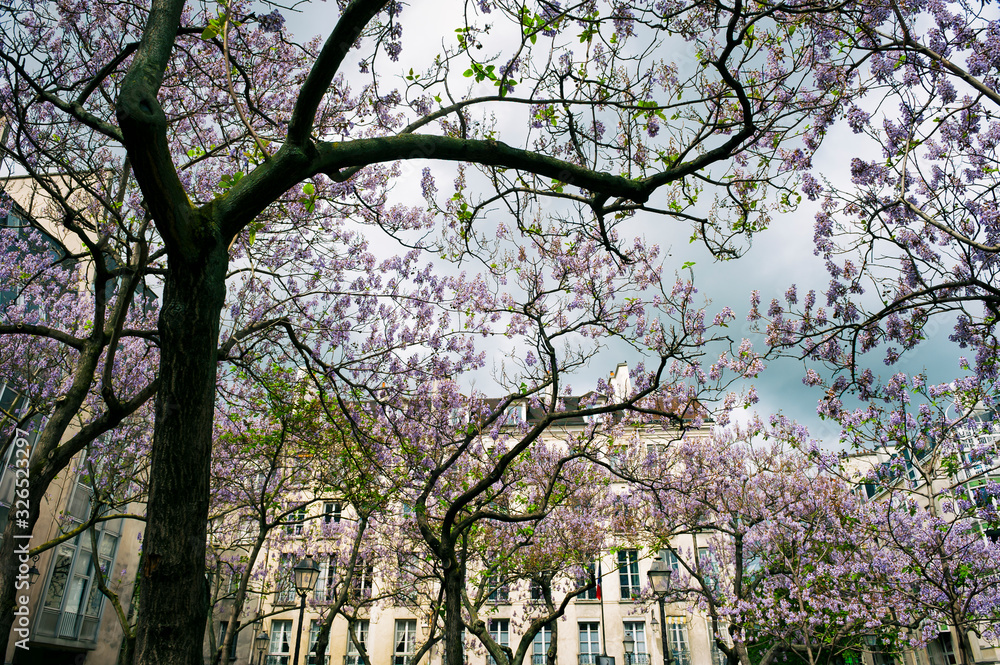 Spring paulownia trees flowering in Place Edmond Michelet in Paris, France Spring paulownia trees flowering in Place Edmond Michelet in Paris, France