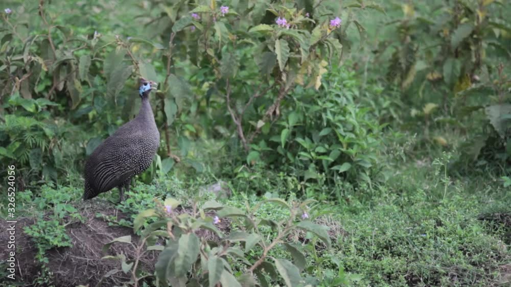 Guinea fowl bird mating call, Kenya wildlife safari lake Nakuru Guinea fowl bird mating call, Kenya wildlife safari lake Nakuru