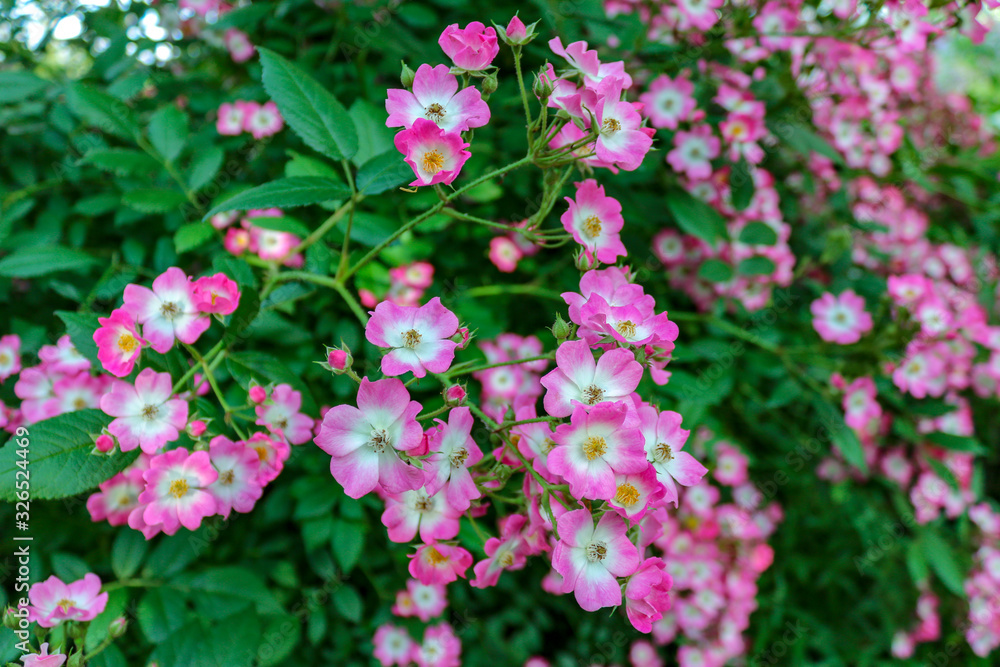 Close up of pink rose flowers (Rosa canina) in the garden Close up of pink rose flowers (Rosa canina) in the garden