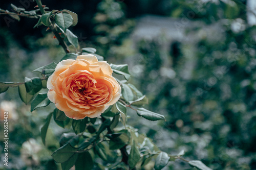 Rosa amarilla en el jardin