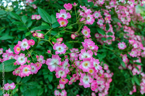 Fototapeta Naklejka Na Ścianę i Meble -  Close up of pink rose flowers (Rosa canina) in the garden