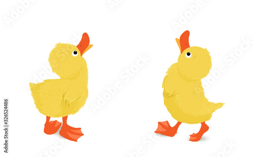 Entenküken Pärchen die nach oben schauen, Vektor Illustration isoliert auf weißem Hintergrund