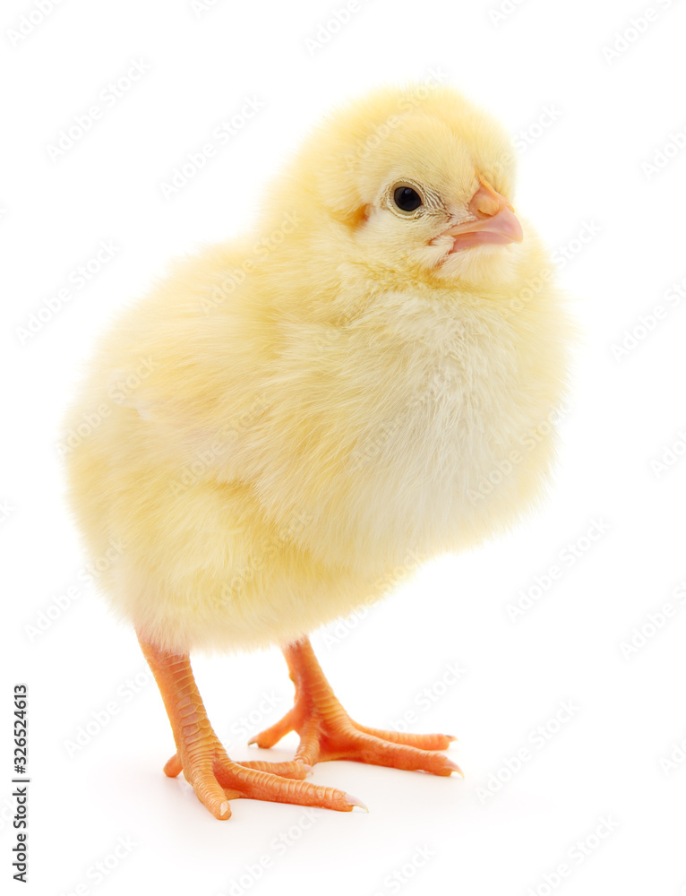 Fototapeta premium Mały żółty kurczak