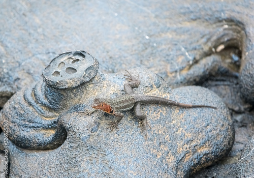 Obraz na płótnie A lava lizard on stunning lava rock formations on Santiago Island, Galapagos Isl