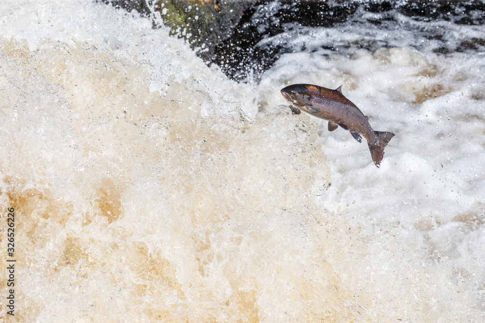 Fototapeta premium Leaping salmon