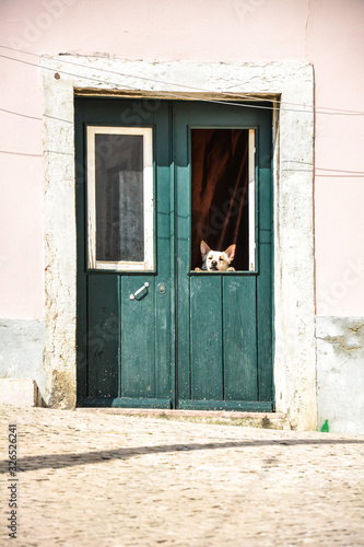 Dog guarding door through window 1