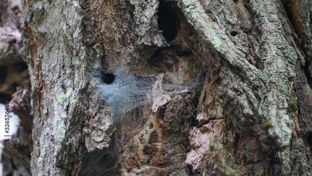 bark of a pine with cobweb bark of a pine with cobweb
