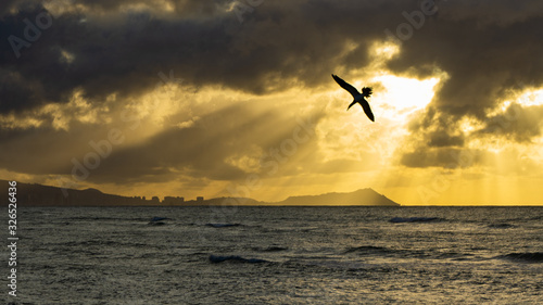 Cormorants diving for sardines at sunrise with Diamond Head in background in Oahu Hawaii golden tones