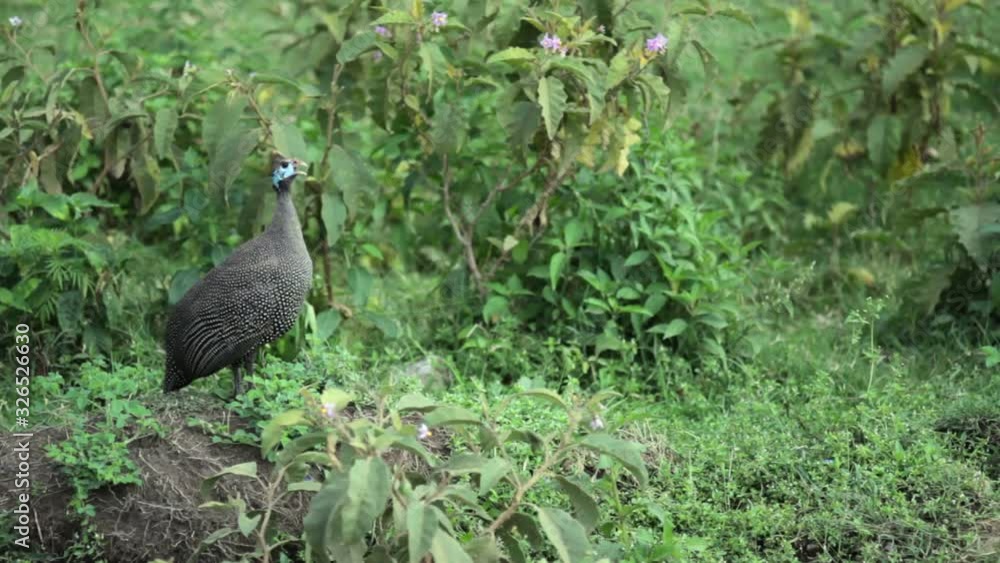 Guinea fowl bird mating call, Kenya wildlife safari lake Nakuru Guinea fowl bird mating call, Kenya wildlife safari lake Nakuru