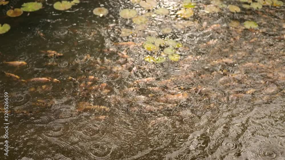Small golden fishes swimming in circle in clean cold river in forest. Small golden fishes swimming in circle in clean cold river in forest.