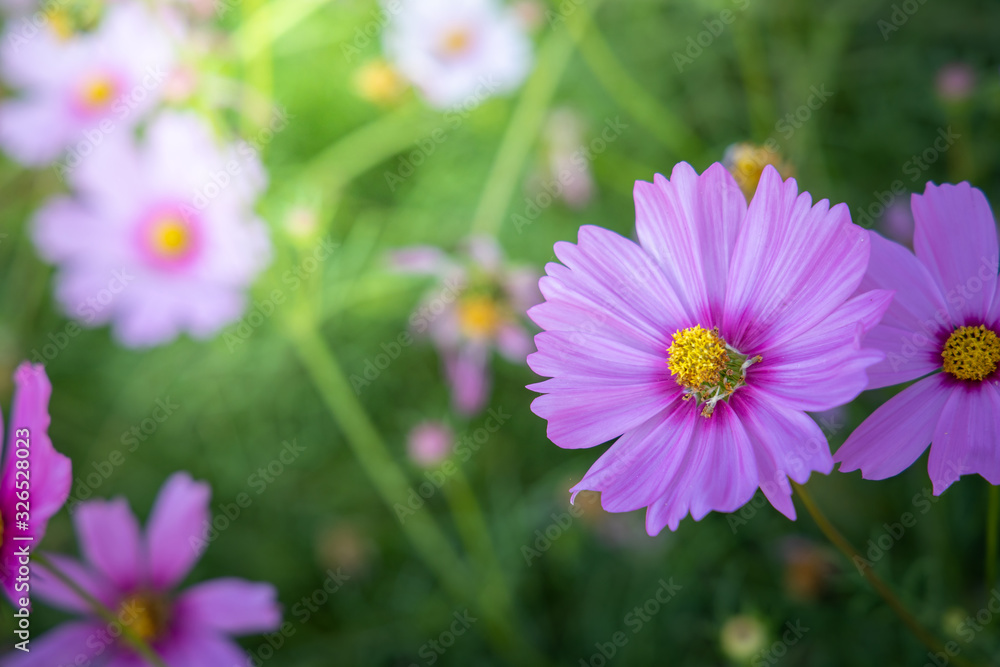 Fototapeta premium Beautiful Cosmos flowers in garden. Nature background.