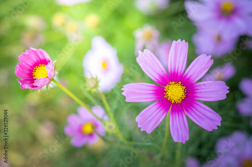 Fototapeta Naklejka Na Ścianę i Meble -   Beautiful Cosmos flowers in garden. Nature background.