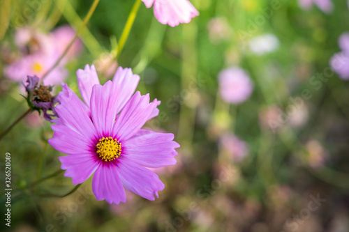  Beautiful Cosmos flowers in garden. Nature background.