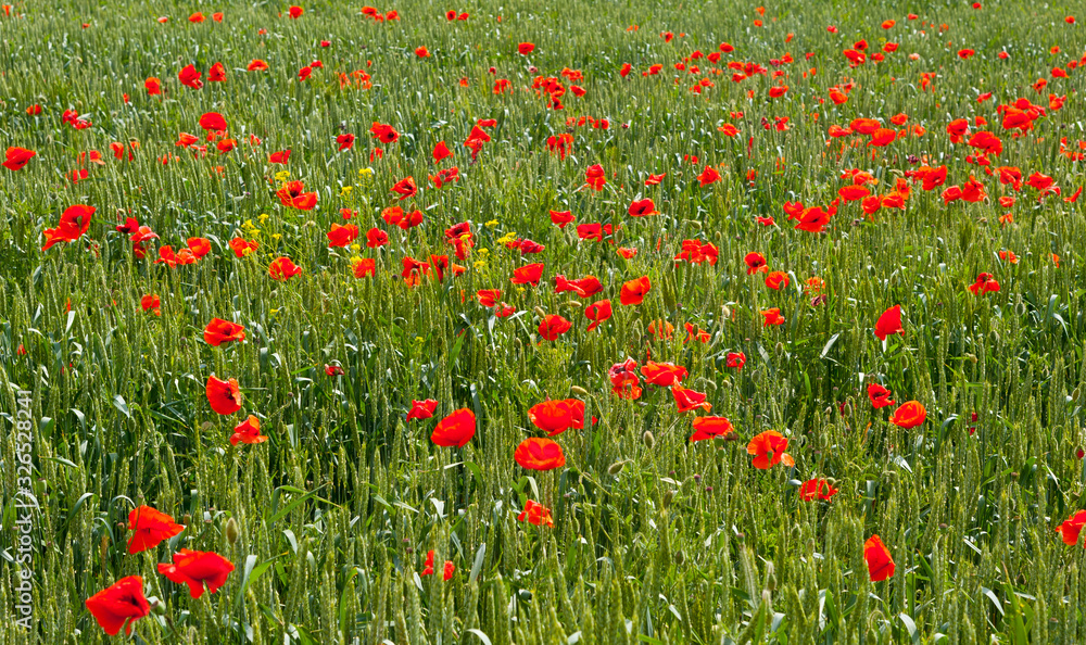 Poppies on a wheat field, spring. 