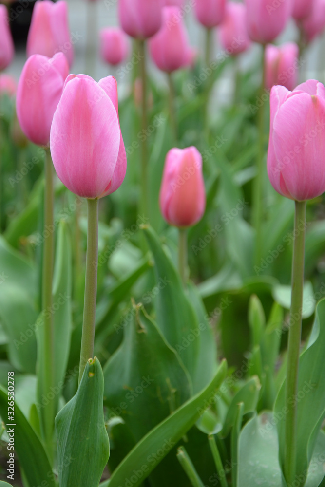 many pink tulips in the flowerbed in the park many pink tulips in the flowerbed in the park
