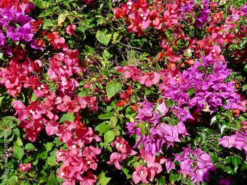 Wallpaper Mural St. George's in Grenada - GND Torontodigital.ca