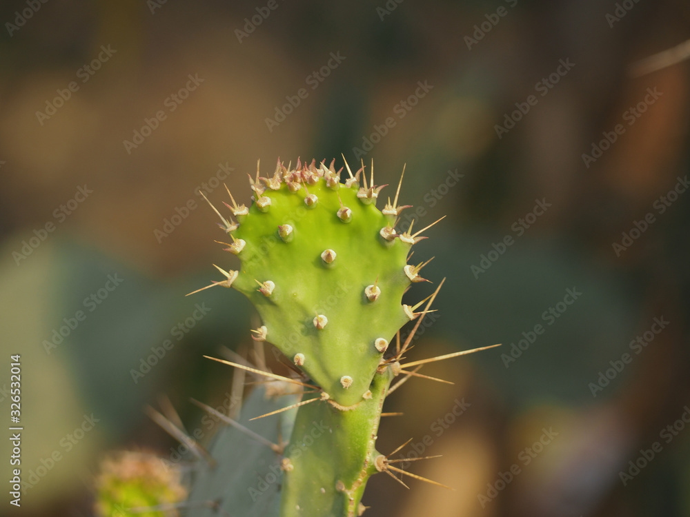 The cactus is young and has spiky spikes. The cactus is young and has spiky spikes.