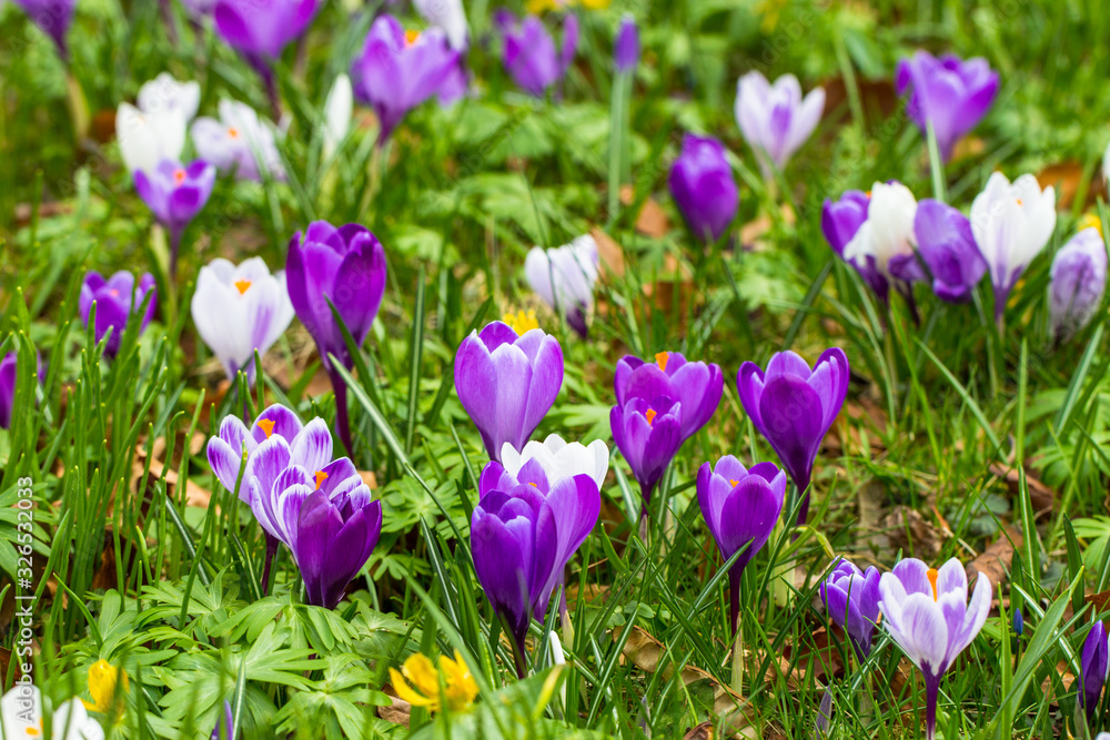 Crocuses - an early spring flowers