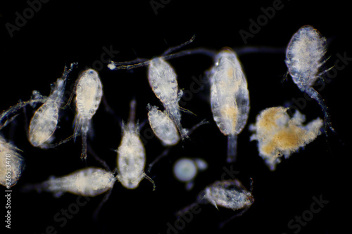 Copepod (Zooplankton) are a group of small crustaceans found in marine and freshwater habitat.