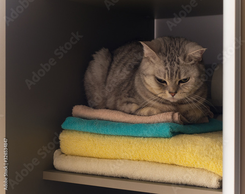 british cat in wardrobe