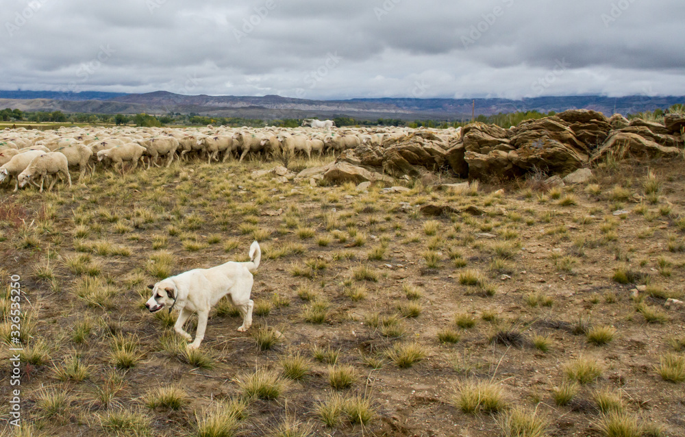 Fototapeta premium A livestock guardian dog patrols the edge of the flock.