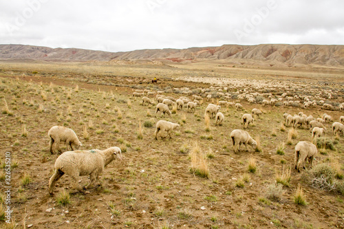 Sheepherders trail the sheep across open range on the move to winter range. photo