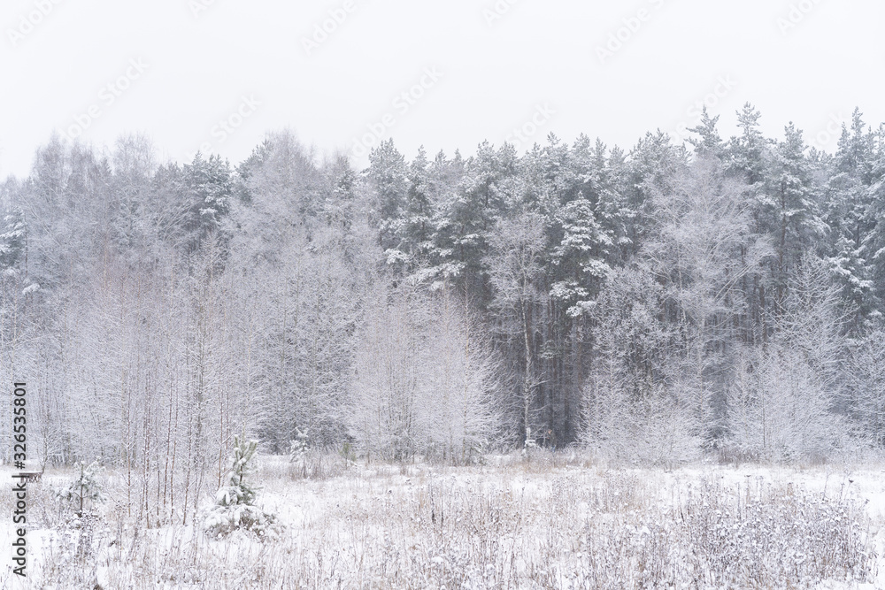 Winter forest landscape. Tall trees under snow cover. January frosty day in park. Winter forest landscape. Tall trees under snow cover. January frosty day in park.