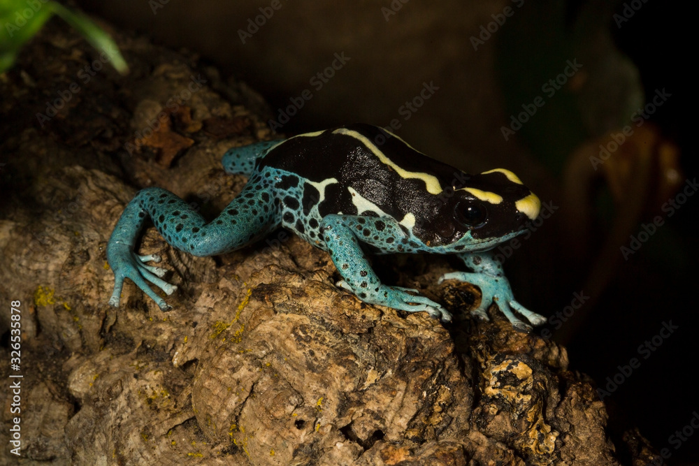Obraz premium Dyeing dart frog, tinc or dyeing poison frog (Dendrobates tinctorius).