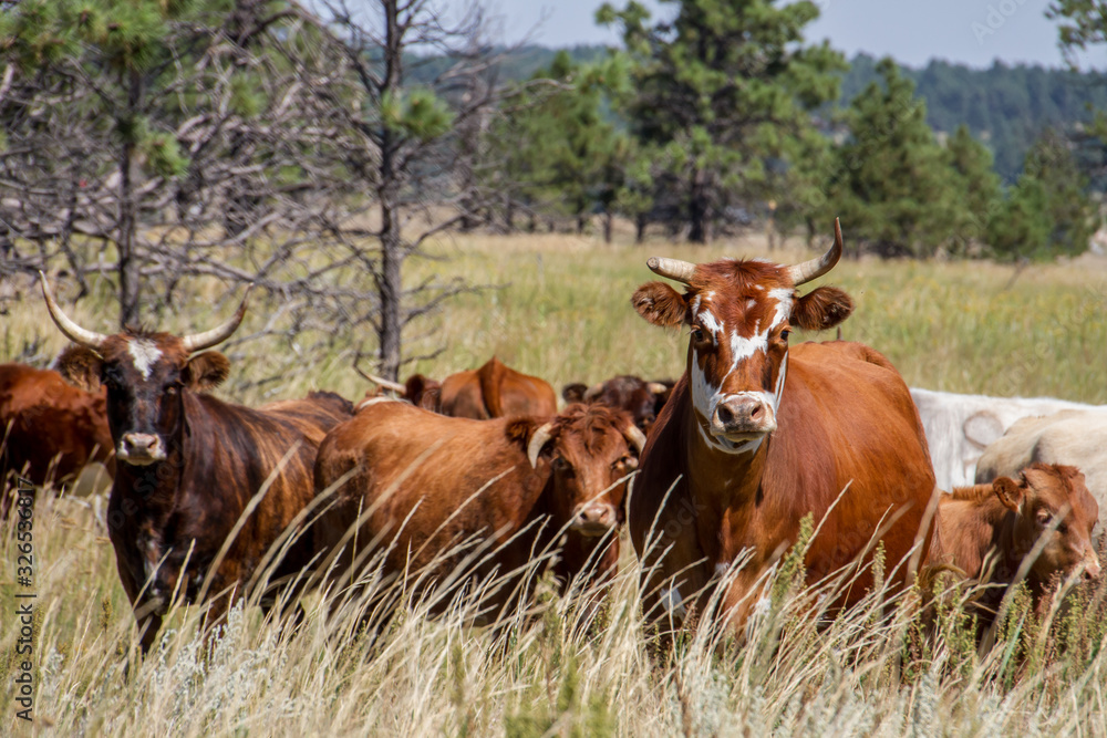 Cattle on mixed woodland-savannah pasture. Cattle on mixed woodland-savannah pasture.