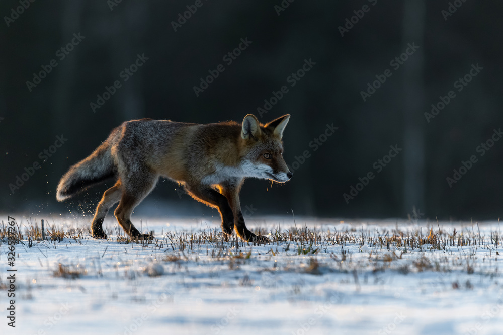 Fototapeta premium Red Fox (Vulpes Vulpes) running on a meadow covered with snow