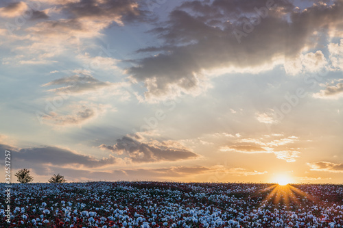 Beautiful poppy field at sunset