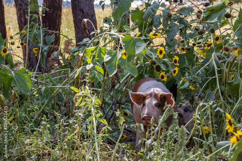 Piglets on pasture. photo