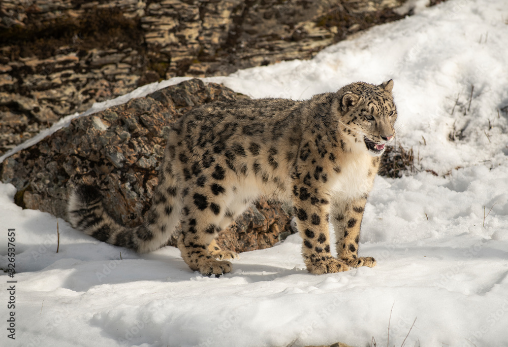 Himalaya Sow Leopard Himalaya Sow Leopard