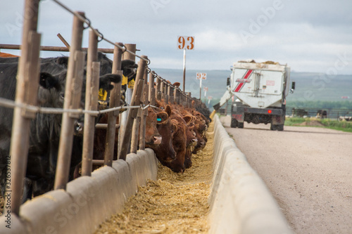 Murais de parede A feed truck delivers feed rations to cattle in a feedlot.
