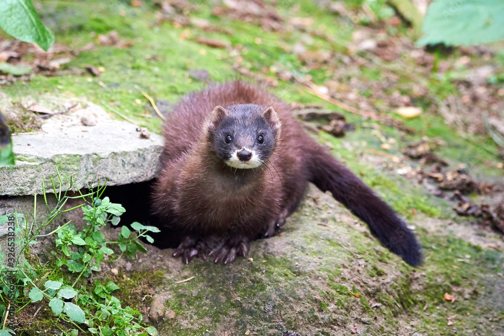 Fototapeta premium European Mink Closeup (Mustela lutreola)