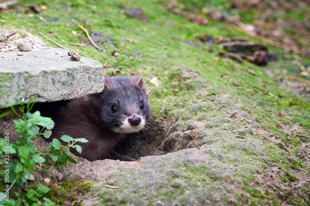 Fototapeta premium European Mink Head (Mustela lutreola)