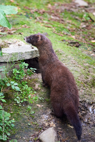 European Mink Closeup (Mustela lutreola)