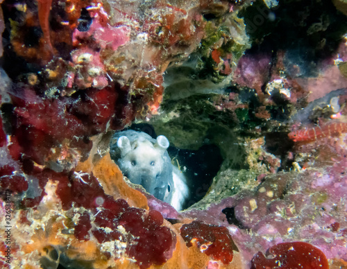A partially hidden snake eel in a hole in the coral reef