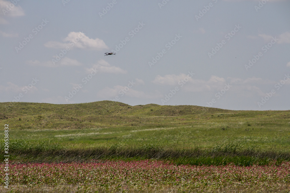 Fototapeta premium White-faced Ibis flys over Nebraska Sandhill wetland