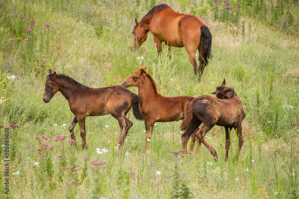 Foals and broodmares on pasture Foals and broodmares on pasture