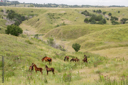 Foals and broodmares on pasture