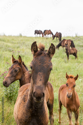 Foals and broodmares on pasture