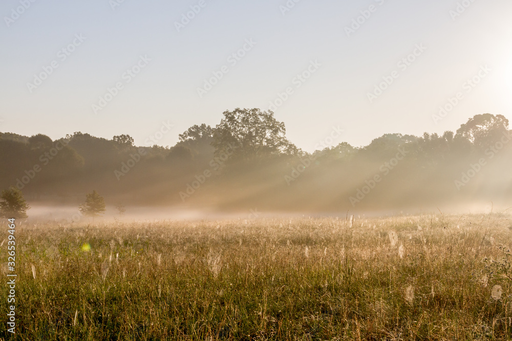 Cattle pasture with cobwebs