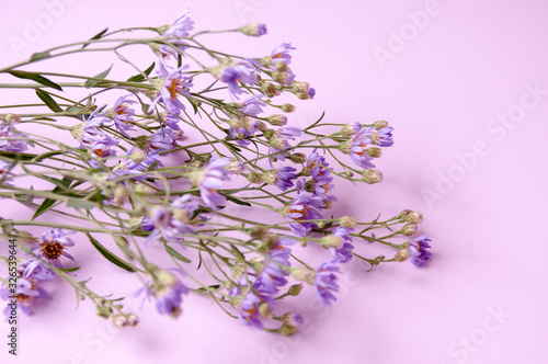 A branch of lilac daisies on a pink background  a place for text