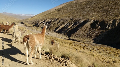 alpacas and llamas looking towards a stream of water near ichu grasslands in the mountains of Arequipa in the Peruvian Andes