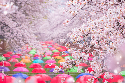Photography Cherry blossom in spring in Korea is the popular cherry blossom viewing spot, jinhae South Korea