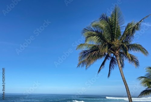 Palm Tree in Hawaii