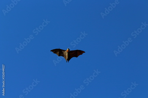Bat in Adelaide, Australia